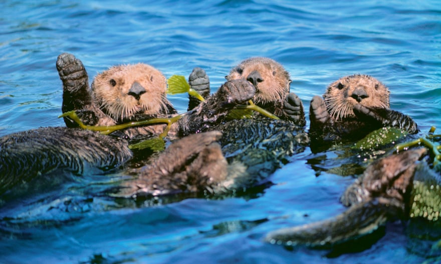 Sea otters floating in kelp
