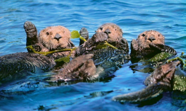 Without sea otters off the Pacific coast of North America the giant kelp beds are destroyed by sea urchins.
