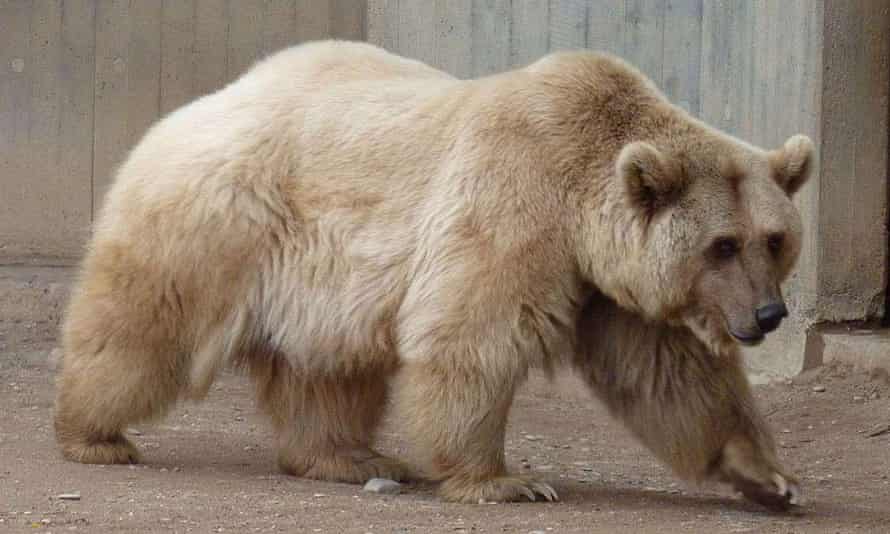 A captive-bred grolar bear, or pizzly.