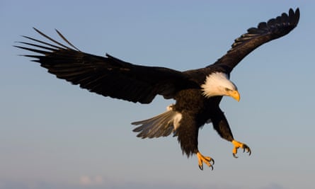 A bald eagle in Alaska.