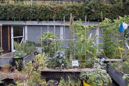 The allotment at R-Urban Poplar.