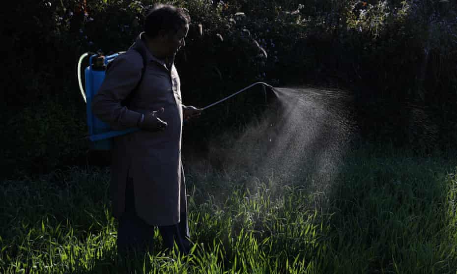 A farmer without a mask sprinkles pesticide on crops in India.