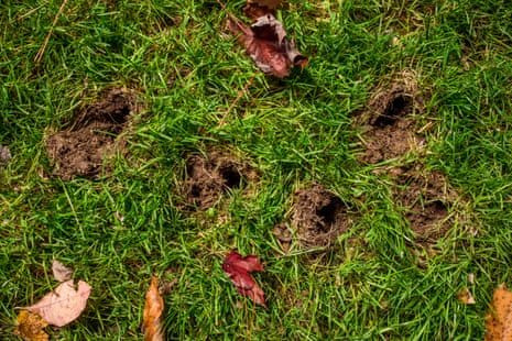 Close up of holes dug up by armadillos, holes seen in grass