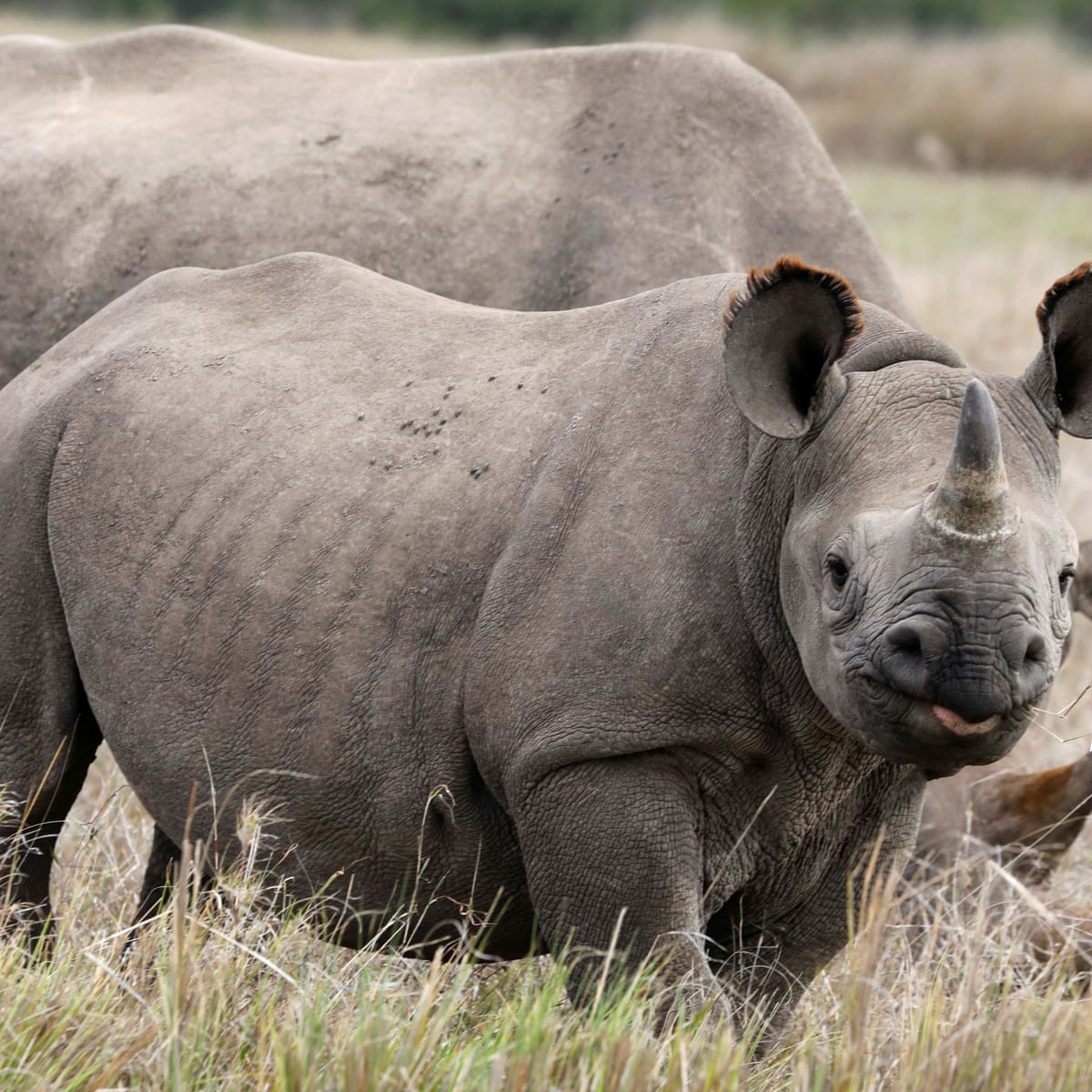 Humans Causing Shrinking Of Nature As Larger Animals Die Off Wildlife The Guardian