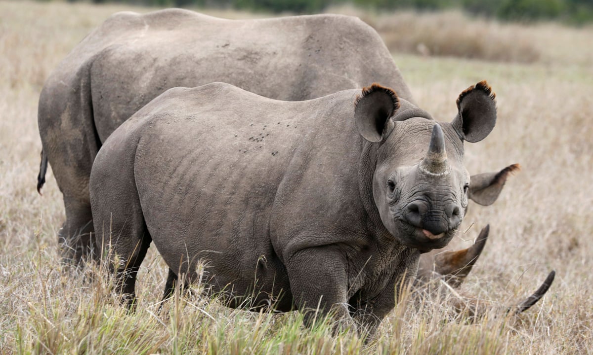 Humans causing shrinking of nature as larger animals die off | Wildlife |  The Guardian