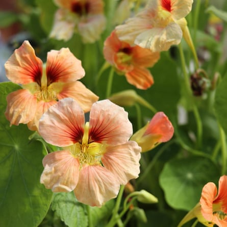 Nasturtium AKA Tropaeolum
