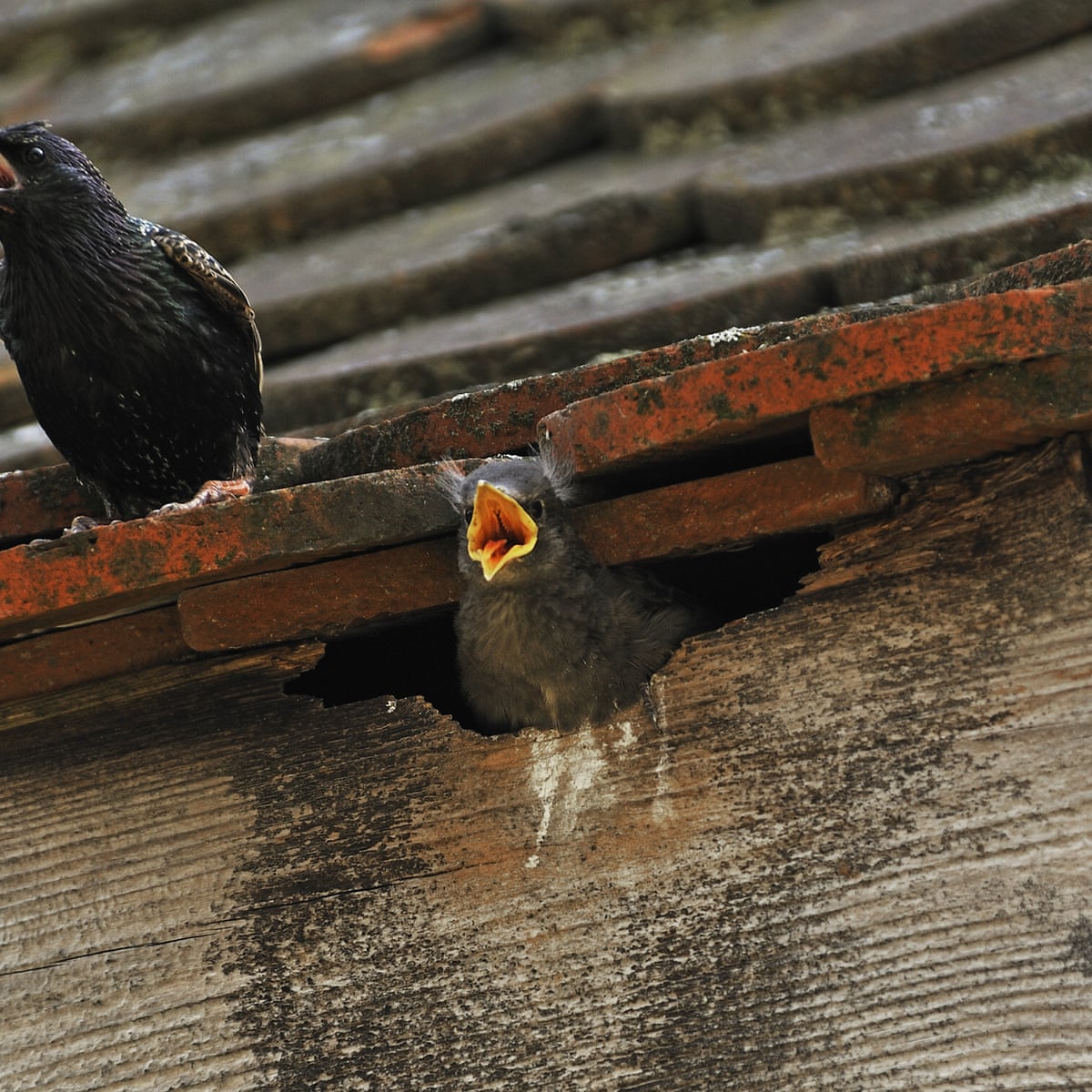 Country Diary A Tragedy For The Exotic Hooligans Occupying Our Loft Environment The Guardian
