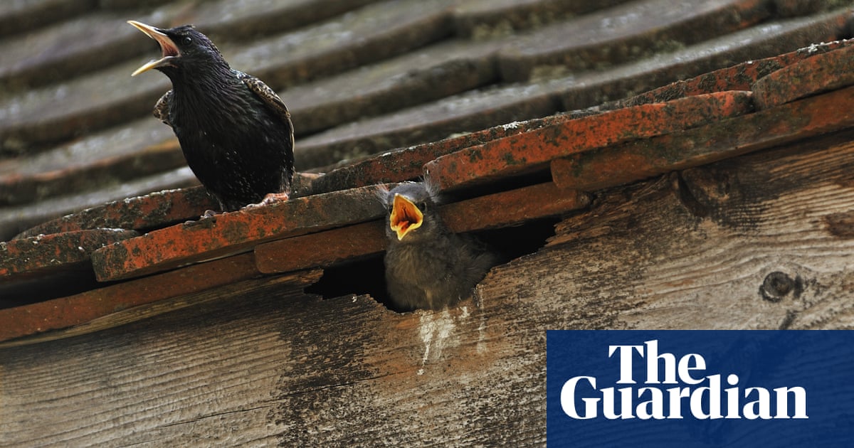 Country Diary A Tragedy For The Exotic Hooligans Occupying Our Loft Environment The Guardian