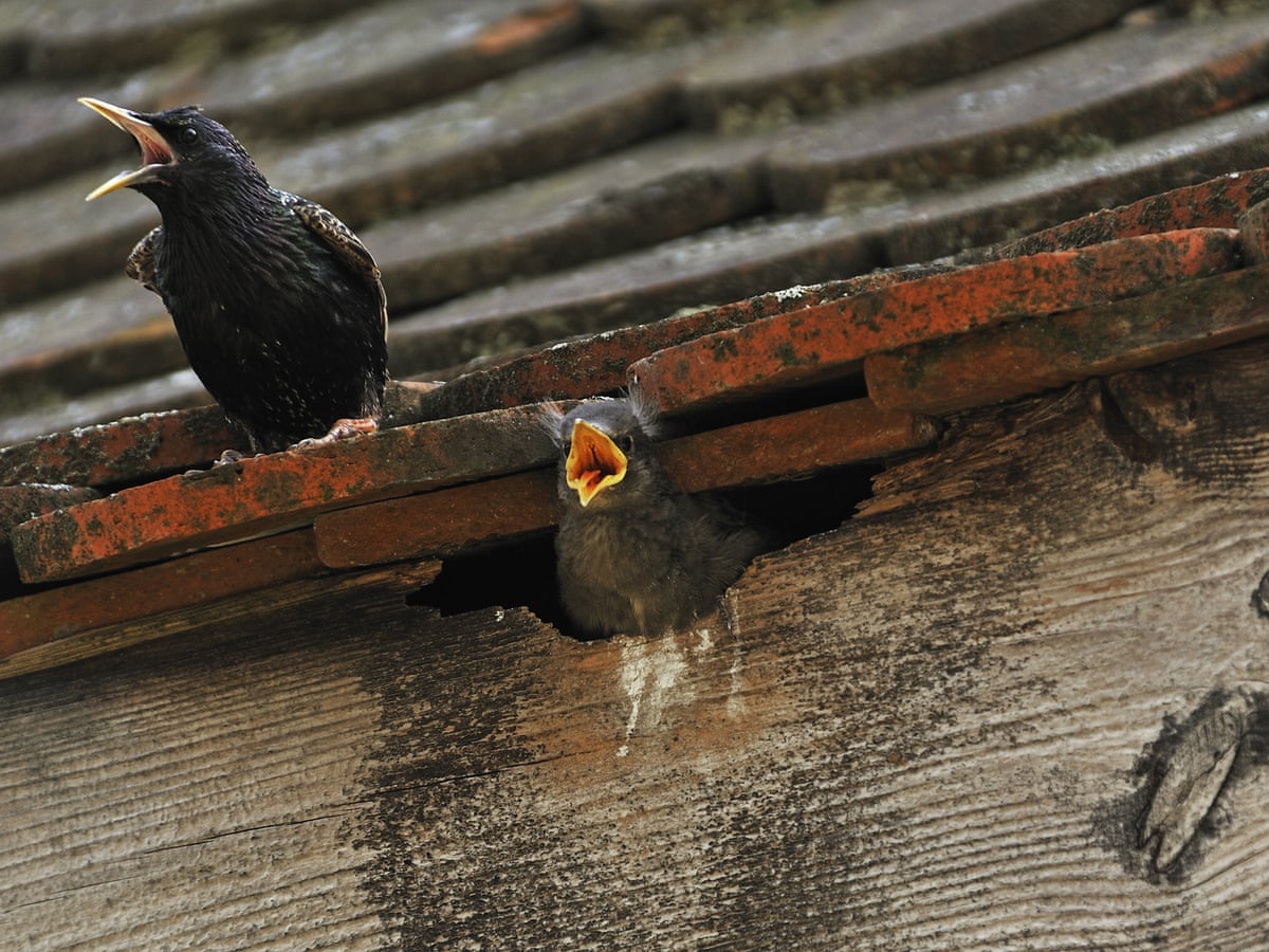 Country Diary A Tragedy For The Exotic Hooligans Occupying Our Loft Environment The Guardian