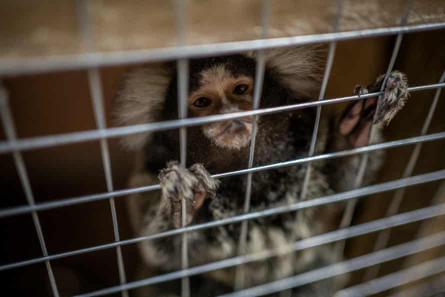A monkey taken from a circus is seen at Lviv animal sanctuary.