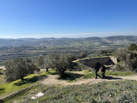 Two people walking among olive trees