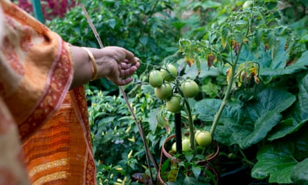 Fulnahar Begum checks her tomatoes.
