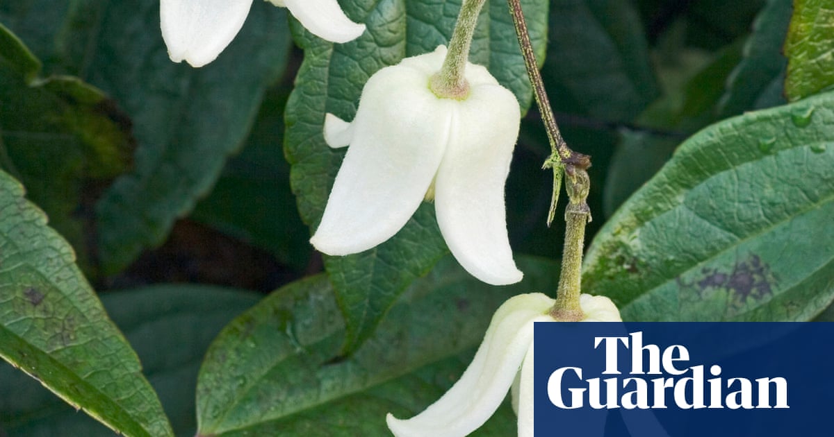 Gardening Tips Plant Clematis Winter Beauty Life And Style