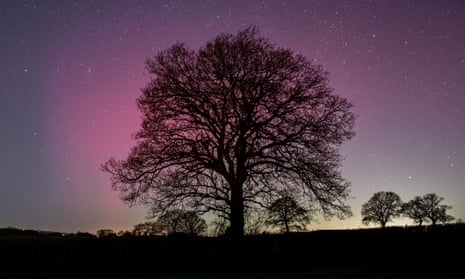 Silhouette of trees in foreground and smaller trees in background surrounded by beautiful pinky purple displays of aurora and stars