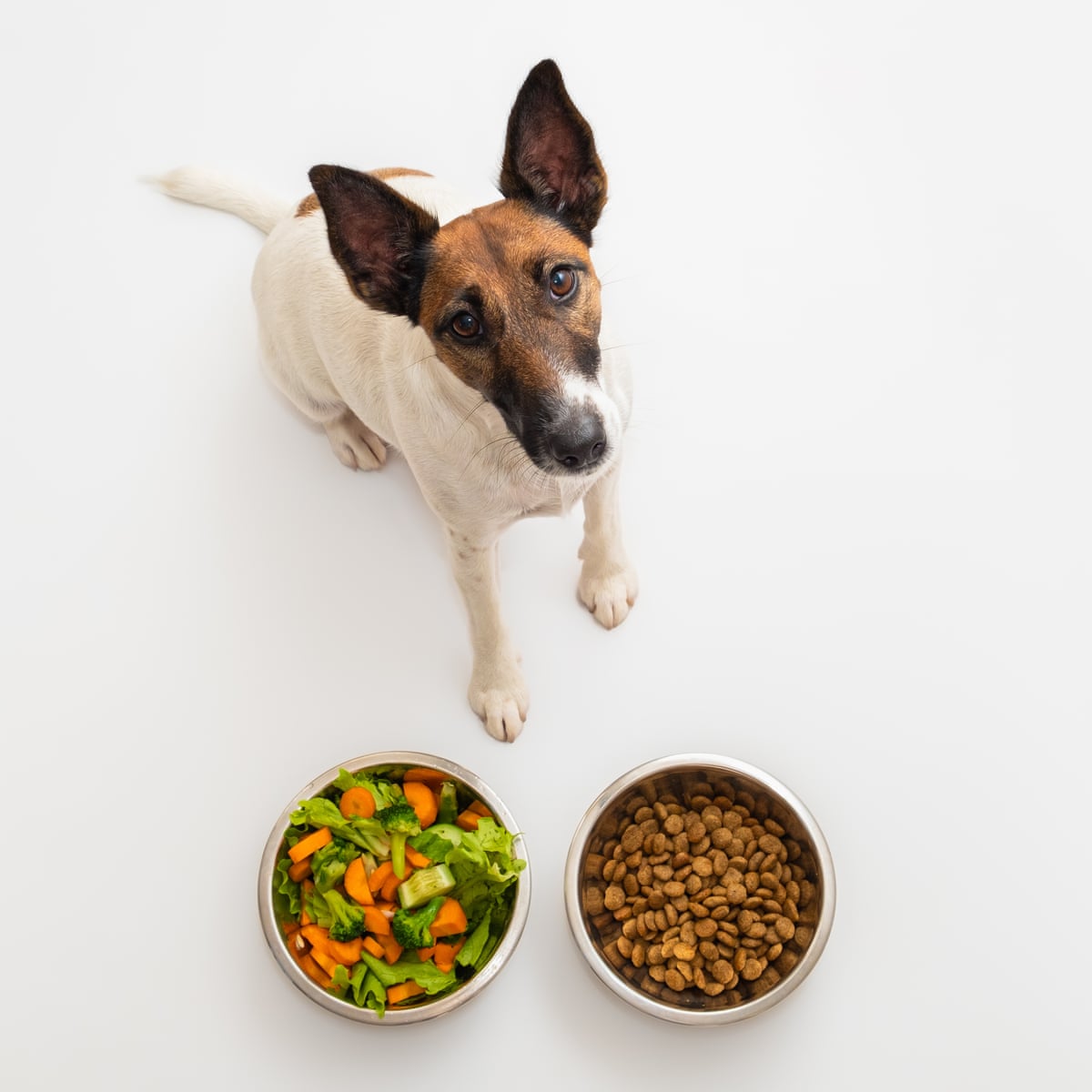 Wet pet food is far worse for climate than dry food, study finds ...