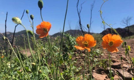 A fire poppy only blooms after a wildfire.