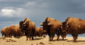 Una mandria gira nella riserva di Fort Peck vicino a Poplar, nel Montana