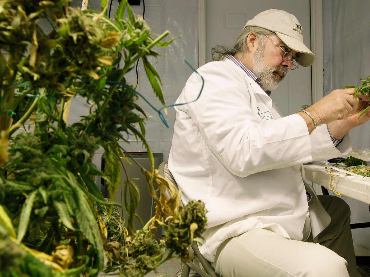 Weed dispensaries find legalization leaves them vulnerable to raids and harassment | Cannabis | The Guardian