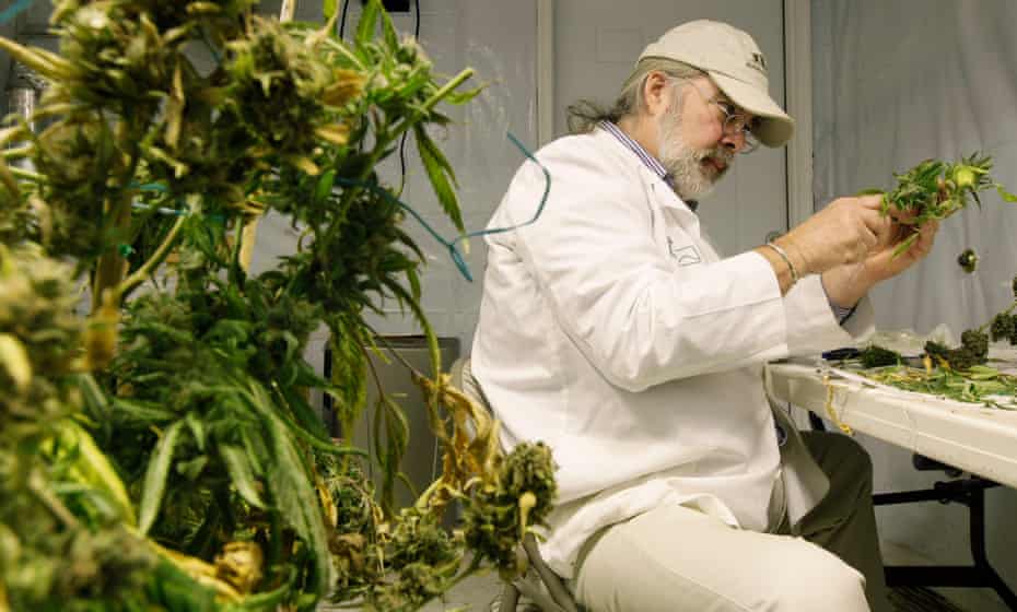 Jake Dimmock, co-owner of the Northwest Patient Resource Center medical marijuana dispensary, prepares medical marijuana for distribution to patients, in Seattle, Washington, where marijuana now is legal. Dispensaries in all states are still subject to conflicting state and federal laws and possible raids. 