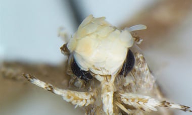 The Neopalpa donaldtrumpi moth