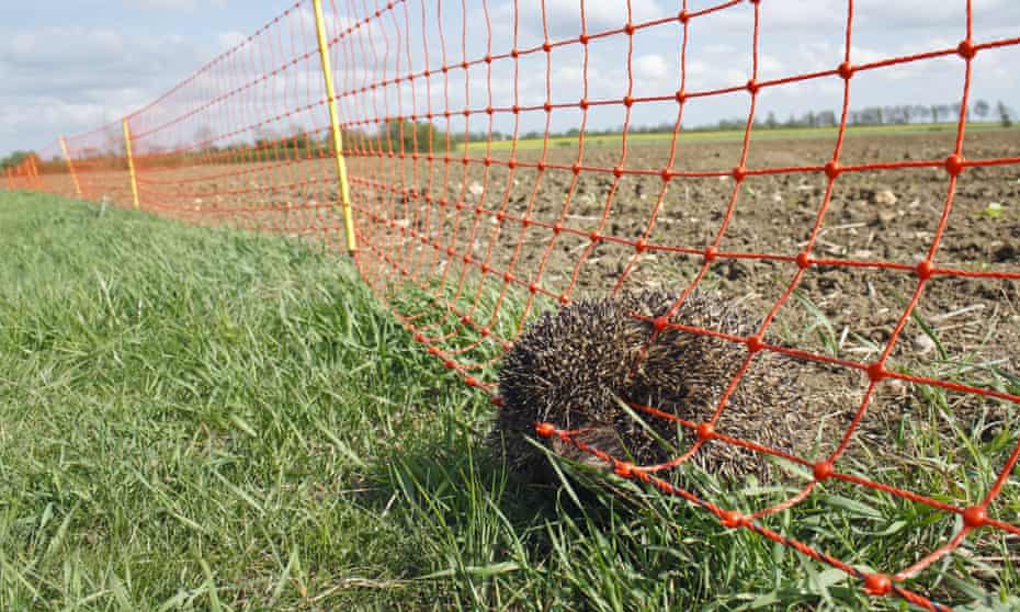 A dead hedgehog trapped in an electric fence on a farm in Suffolk.
