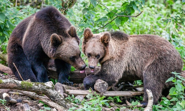 Bears and wolves to coexist in UK woods for first time in 1,000 years | UK  news | The Guardian