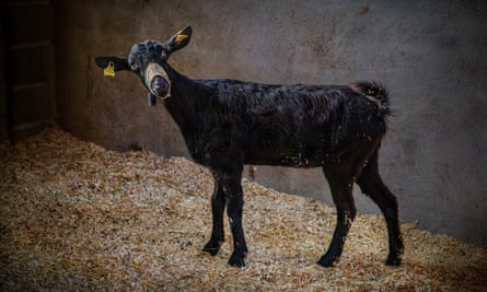 Flavia the goat at Gaia animal sanctuary in Spain