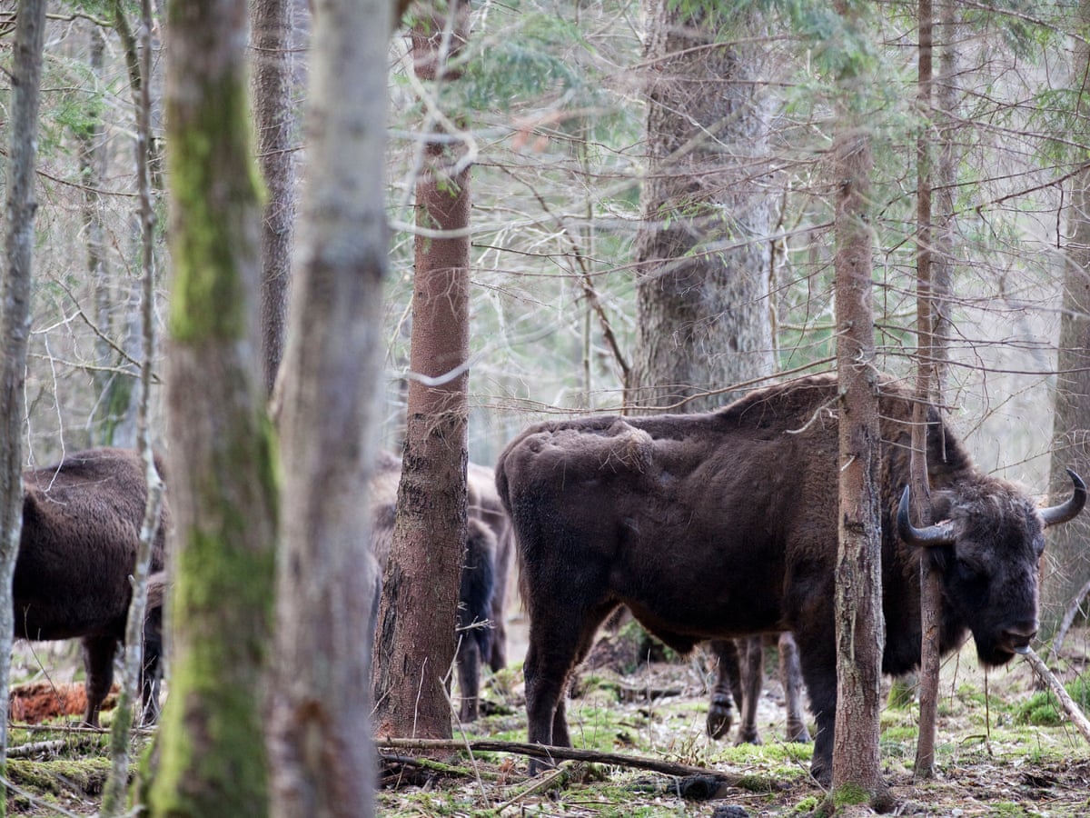 Wild bison to return to UK for first time in 6,000 years | Wildlife | The Guardian