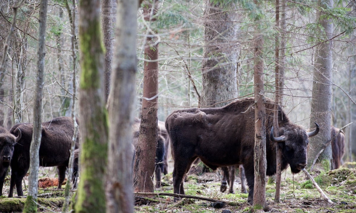Wild Bison To Return To Uk For First Time In 6 000 Years Wildlife The Guardian Wild Bison To Return To Uk For First Time In 6 000 Years Wildlife The Guardian