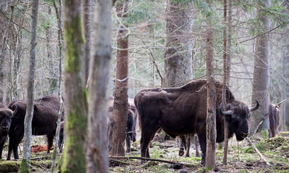 A herd of wild bison is seen in the Białowieża forest, Poland.