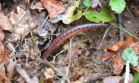 An earthworm.