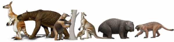 Mega-mammiferi provenienti dall'Australia tropicale del Pleistocene.