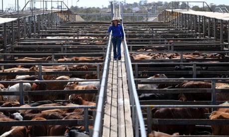 The cattle saleyards at Roma, part of the Maranoa electorate in Queensland
