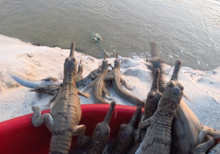 Gharial hatchlings make their way into the river, where their mother waits for them.