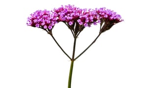 A finales de verano de jardinería: joya-como las plantas que brillan por meses - El Tutor 1 Verbena bonariensis