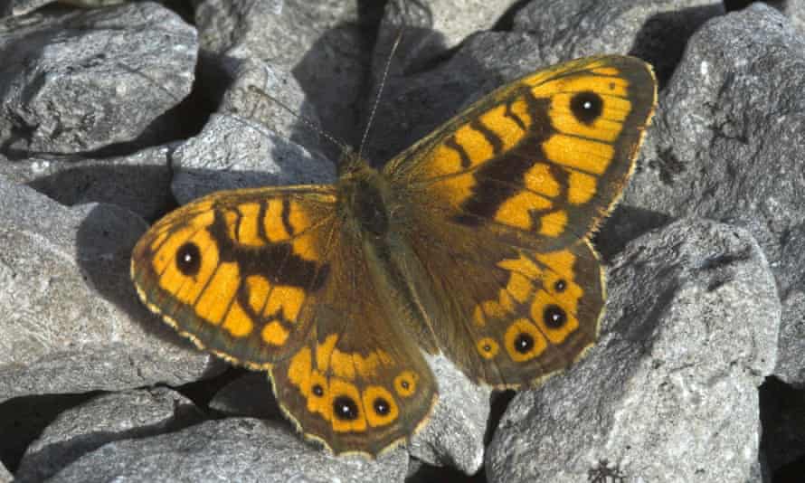 Wall brown butterfly (Lasiommata megera).