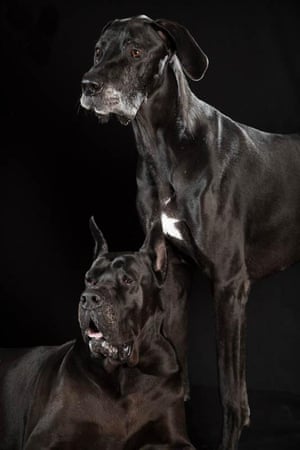 Ransom and Tyson - Great Danes