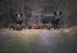 Wild Boar family in the Forest of Dean