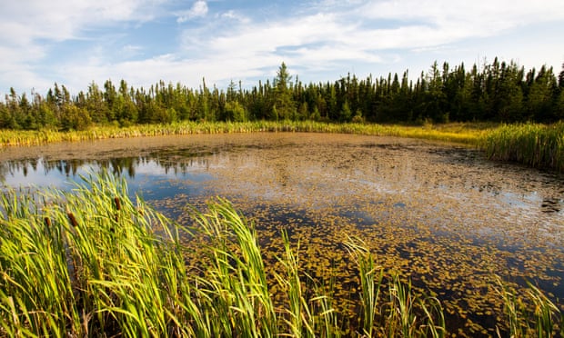 A boreal forest in northern Alberta, Canada. These forests do not adapt well to warmer temperatures.