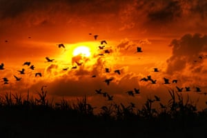 Birds take flight as the sun sets after a day of feeding on the coast in Lhokseumawe, Indonesia