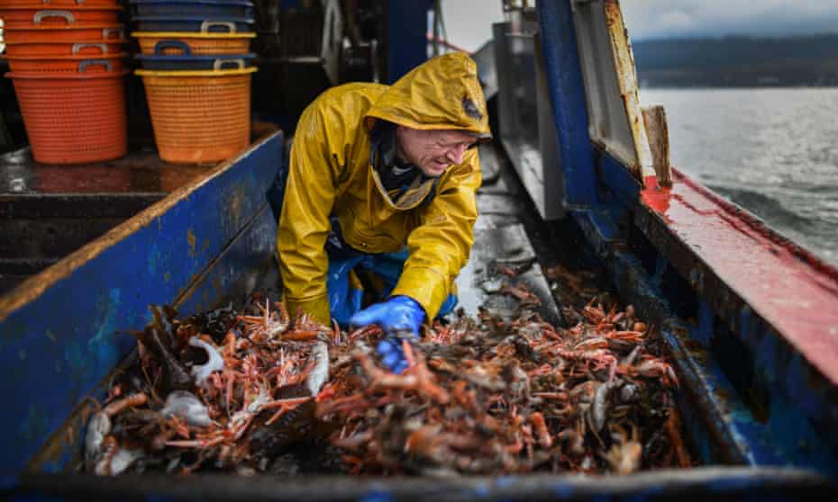 Man in yellow oilskins catches fresh haul of prawns