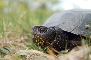 European pond turtle (Emys orbicularis): The European pond turtle is one of the very few freshwater turtles in Europe. Historically, the reason for its decline was due to human consumption, although habitat loss and invasive species are now the primary threats to its survival. Nominated by: Polish Society for Nature Conservation – Salamandra
