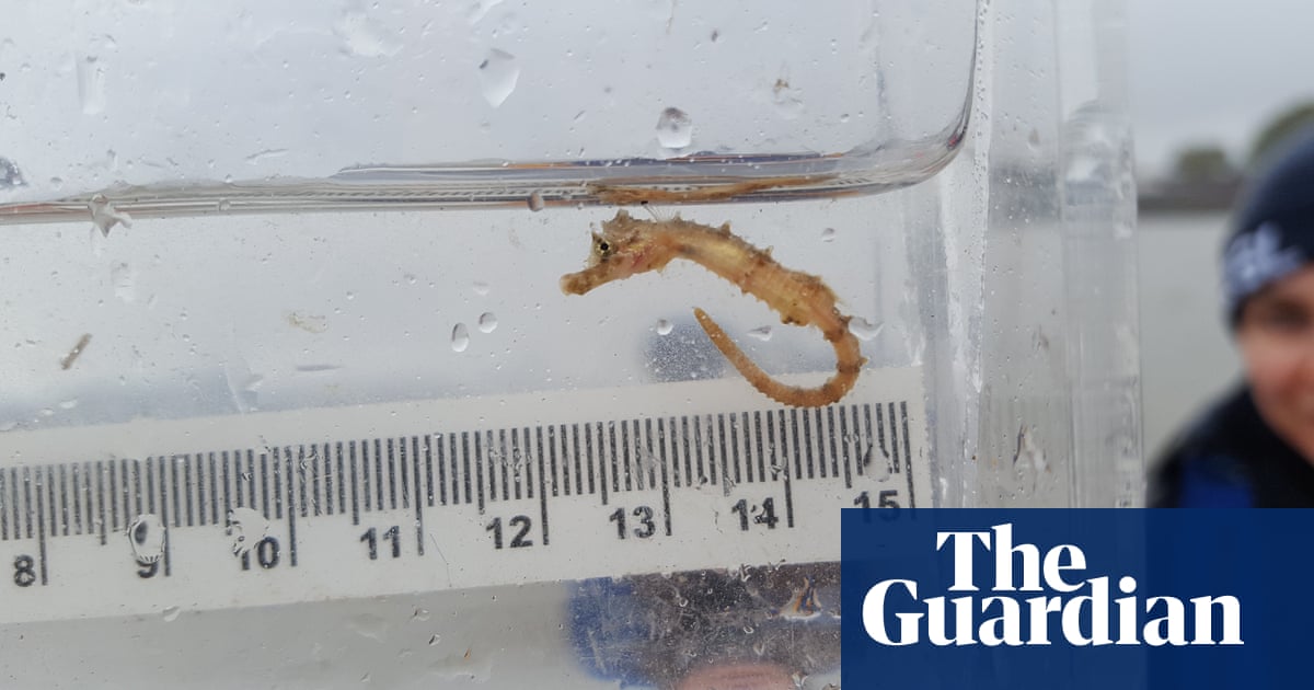 Seahorses and sharks living in River Thames, analysis shows