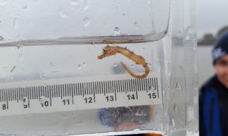 Species living in the Thames include seahorses and sharks.