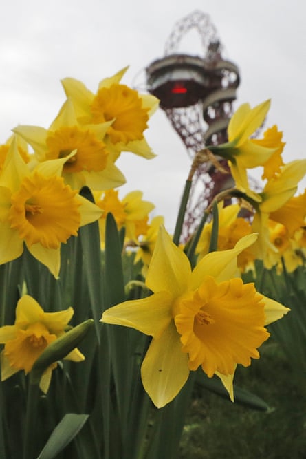 Daffodils in bloom at London’s Olympic Park December.