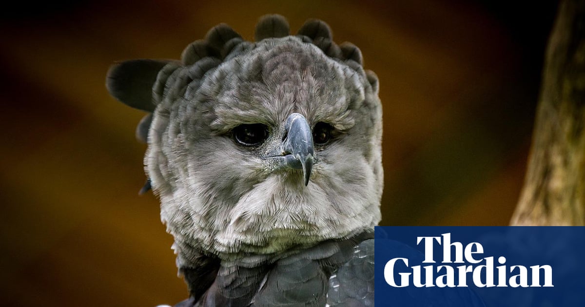 Half of worlds bird species in decline as destruction of avian life intensifies