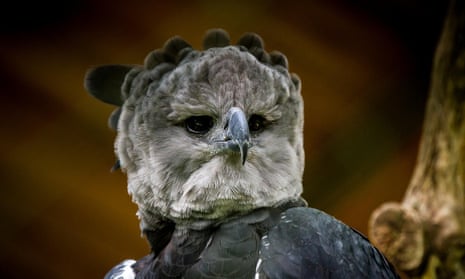 The South American harpy eagle