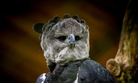 a Harpy Eagle