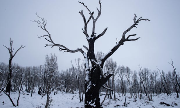 A bare tree blanketed by snow in Sawyers Hill in the snowy mountains