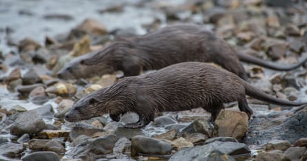 An otter and cub cross the shore to wash off salt water in the stream